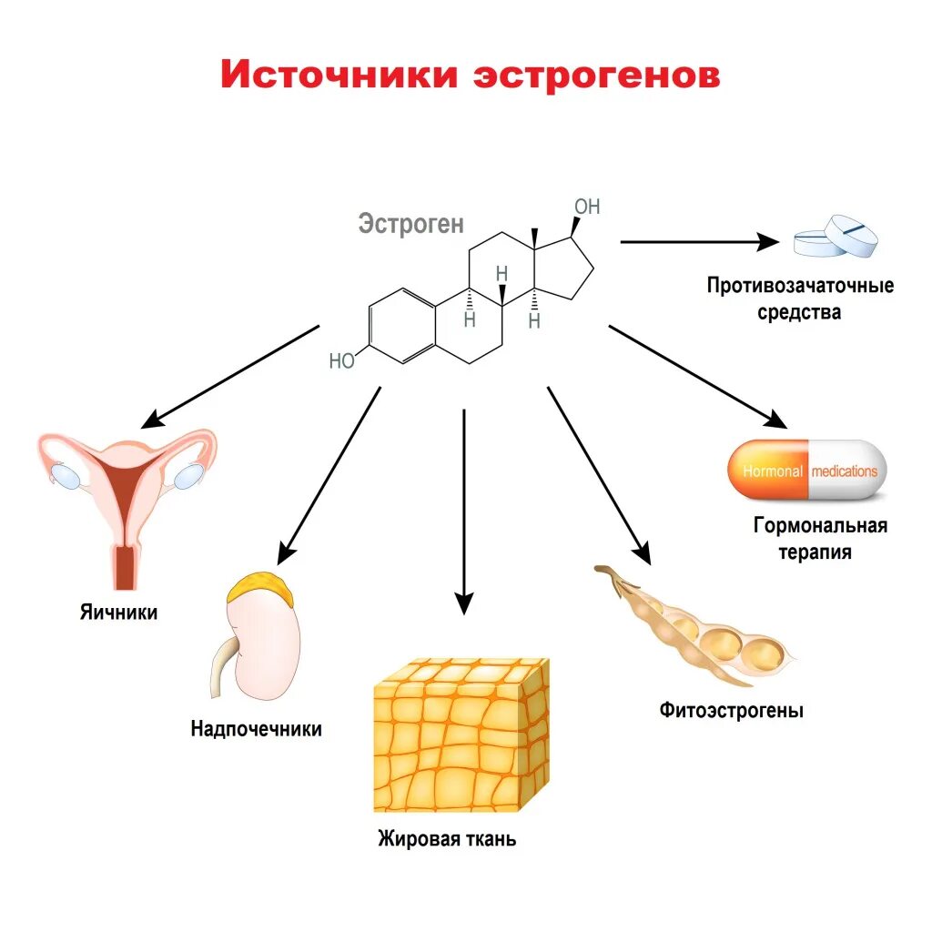 Повышенный уровень у женщин. Выработка эстрогена. Эстроген гормон. Эстроген из жировой ткани. Избыток половых гормонов.