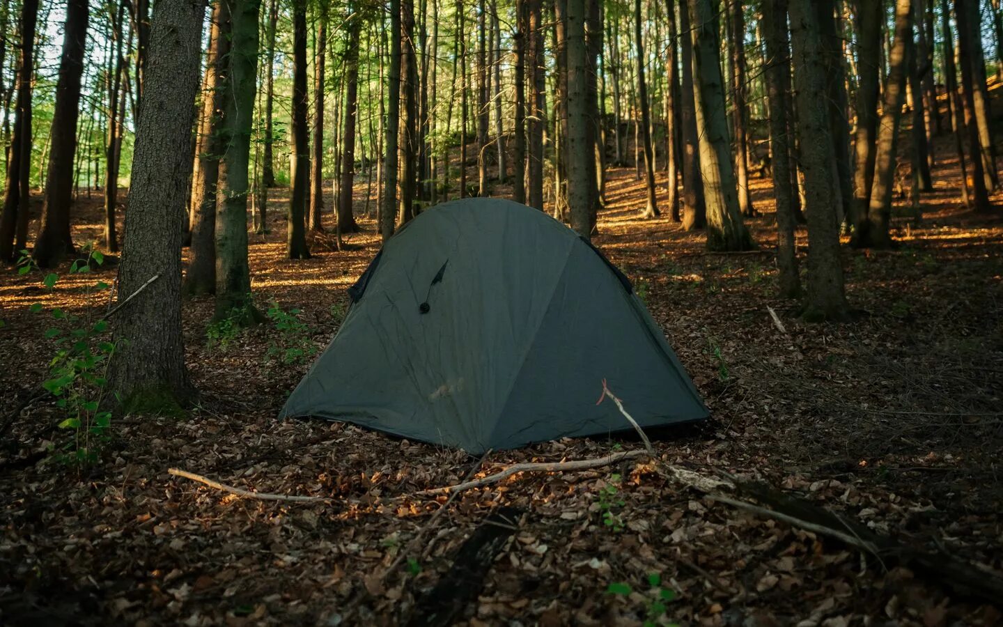 Живем в палатке в лесу. Поход с палатками. Живем в палатке в лесу. Живем в палатке в лесу. Палатка в лесу.