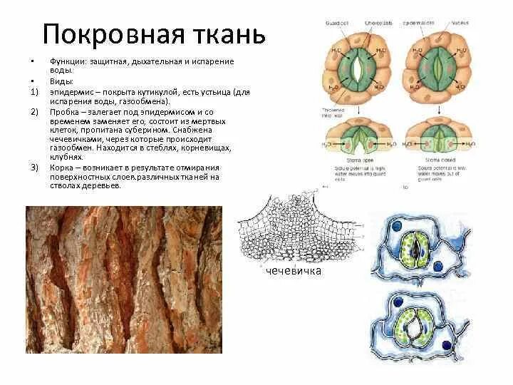 Покровная строение и функции. Покровная ткань растений устьица. Покровная ткань растений эпидермис. Строение устьиц растений ткань. Функции покровной ткани кожицы растения.