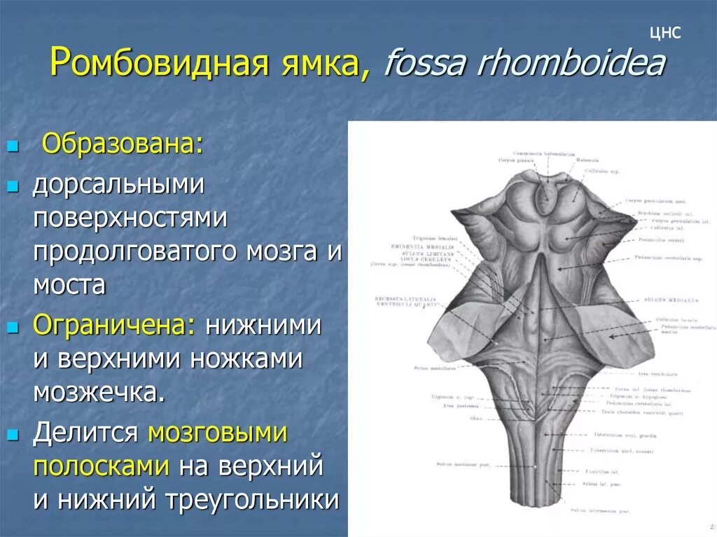 Ромбовидная ямка (Fossa rhomboidea). Образования дорсальной поверхности продолговатого мозга. 4 Желудочек ромбовидная ямка. Проекция ядер на ромбовидную ямку. Нервная система латынь