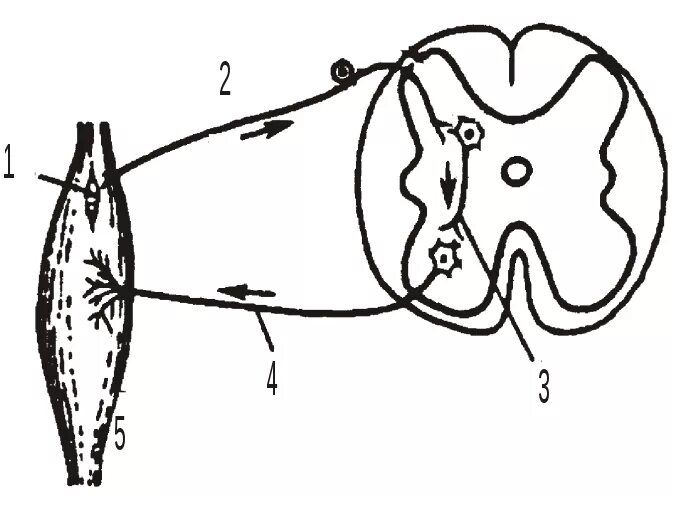 Строение рефлекторной дуги рисунок. Рефлекторная дуга сгибательного рефлекса схема. Рефлекс рефлекторная дуга неврология. Проприоцептивные рефлексы рефлекторная дуга. Рефлекторная дуга из 3 нейронов.