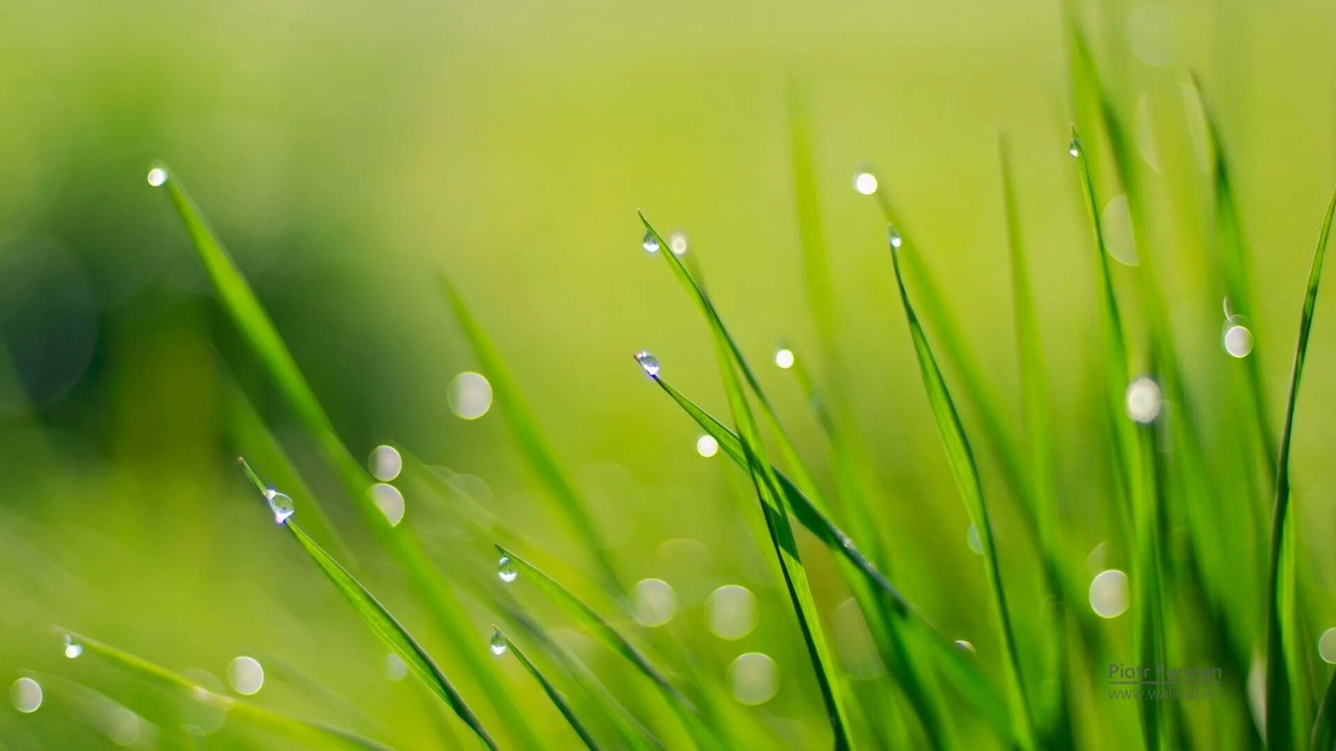 Grass desktop code