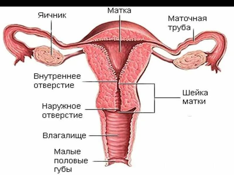 Матка яичники трубы анатомия. Строение влагалища и шейки матки. Шейка матки анатомия строение. Цервикальный канал размеры