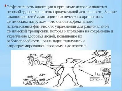 Адаптация к физическим упражнениям