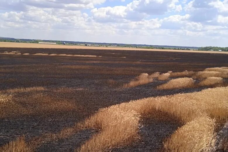 гладиатор максимус в поле. включи последнее поле. круги на полях ставропольский край. круги на полях 2020 в россии. аниме святая война 1 сезон.