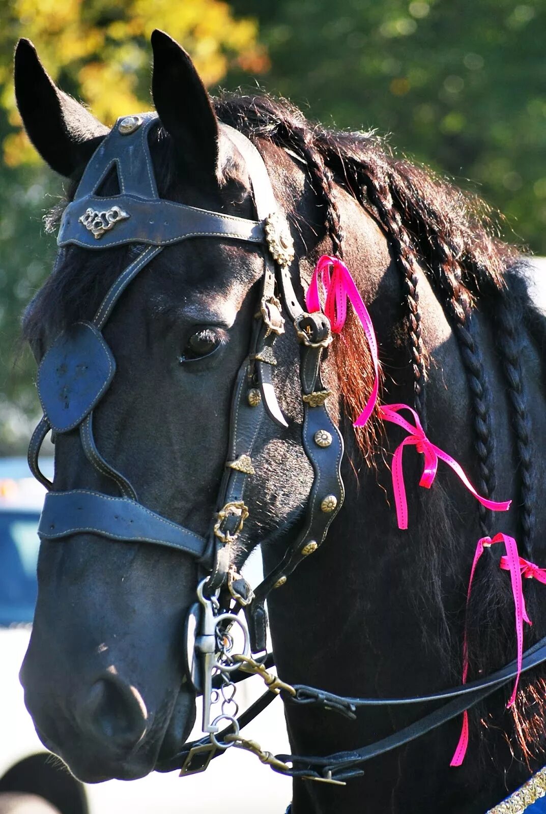 Лошади 20 лет. Horses Medieval times. Девушка в свадебном платье на черной лошади.