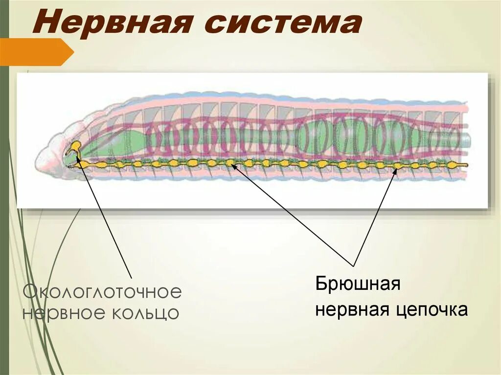 Система малощетинковых червей. Многощетинковые черви нервная система. Нервная система кольчатых червей. Кольчатые черви нервная система окологлоточное кольцо. Малощетинковые черви нервная система.