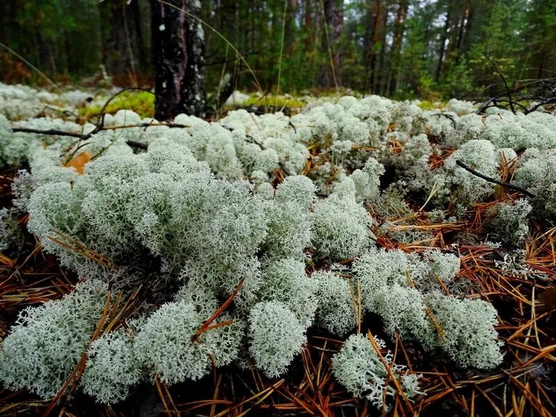 Седым мхом покрыты невысокие кочки