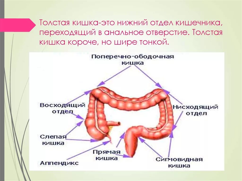 Название толстого кишечника