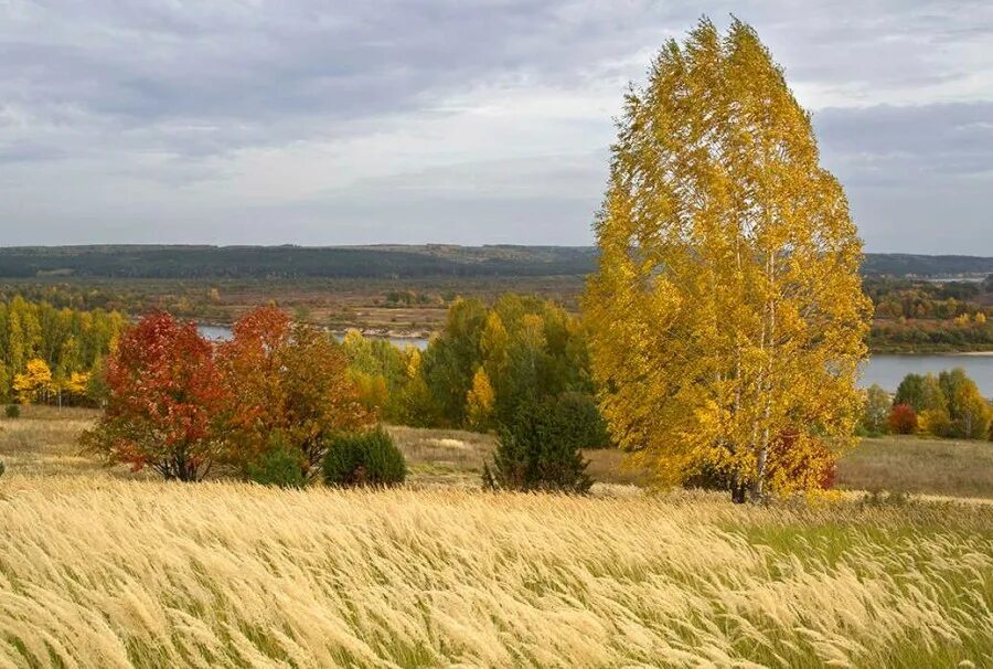 Средь желтой нивы