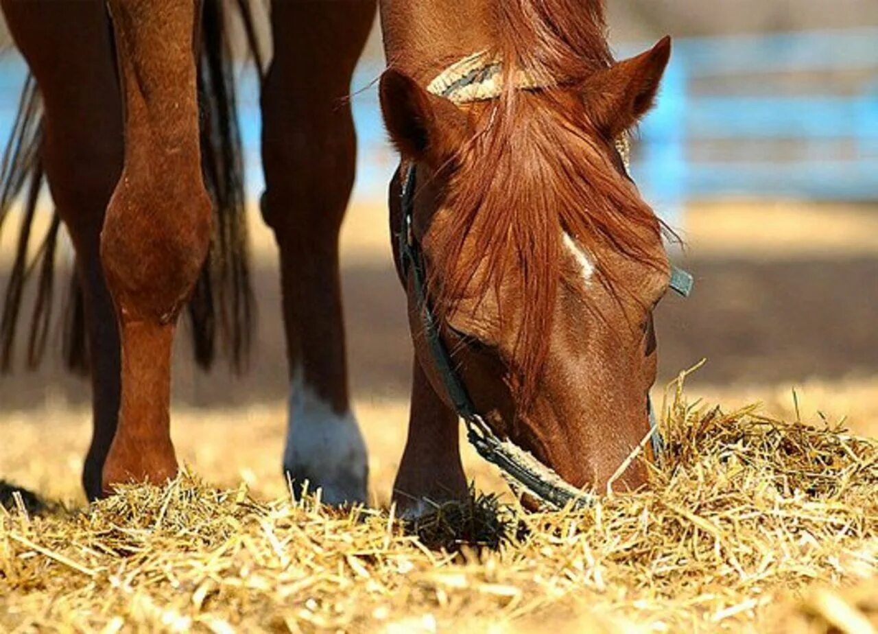 Что едят лошади. Овес для лошадей. Лошадка и сено. Овес для коня. Horsevet