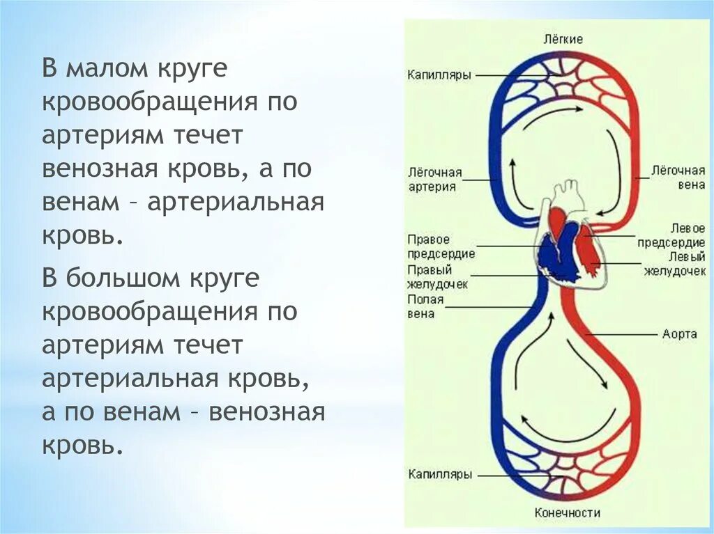 Малый круг кровообращения венозная кровь. Большой и малый круг кровообращения артерии и вены. Схема вен большого круга кровообращения человека. Какая кровь течет по венам малого круга кровообращения. Кровь направляется к легким