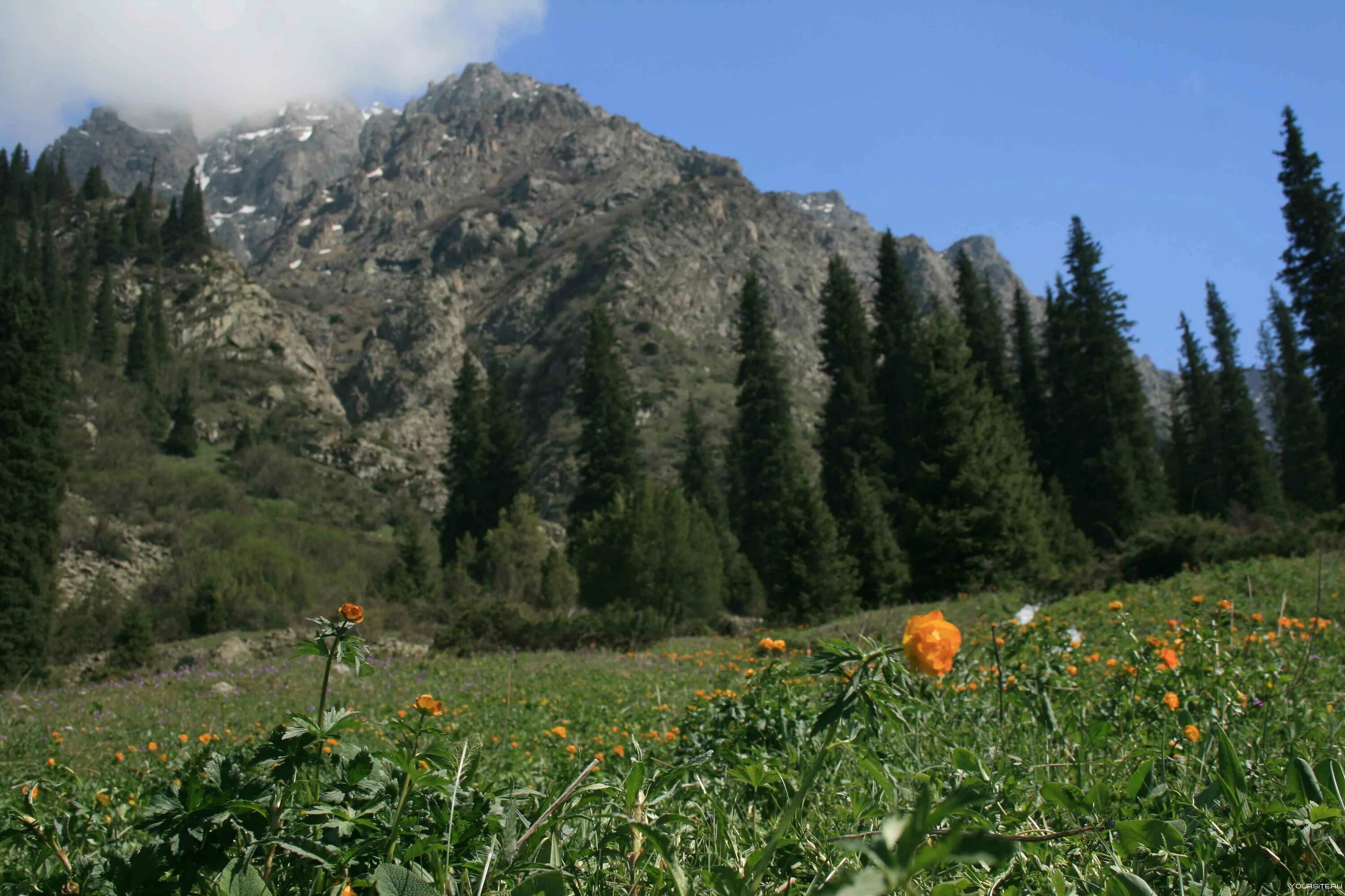 Парк ала арча. Нац парк ала Арча. Ала Арча Киргизия. Природа Кыргызстана ала Арча. Ала Арчинское ущелье Кыргызстан.