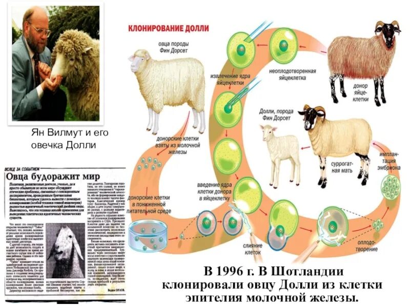 Клонирование животных людей. Овечка долли биотехнология. клонирование долли схема. овца долли биотехнологии. этапы клонирования долли.