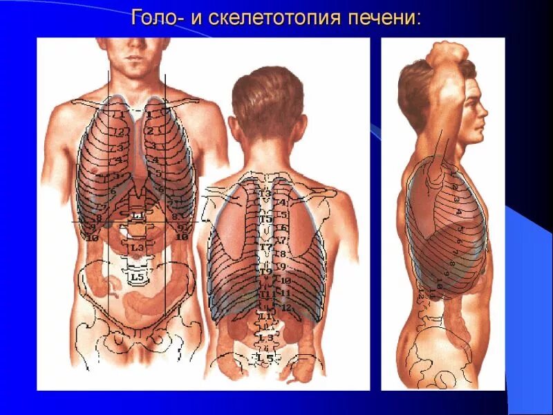 Печень ребром. Печень голотопия синтопия скелетотопия. Скелетотопия печени топографическая анатомия. Топография печени голотопия. Границы печени скелетотопия.