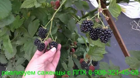 Полар ежевика описание сорта фото отзывы садоводов