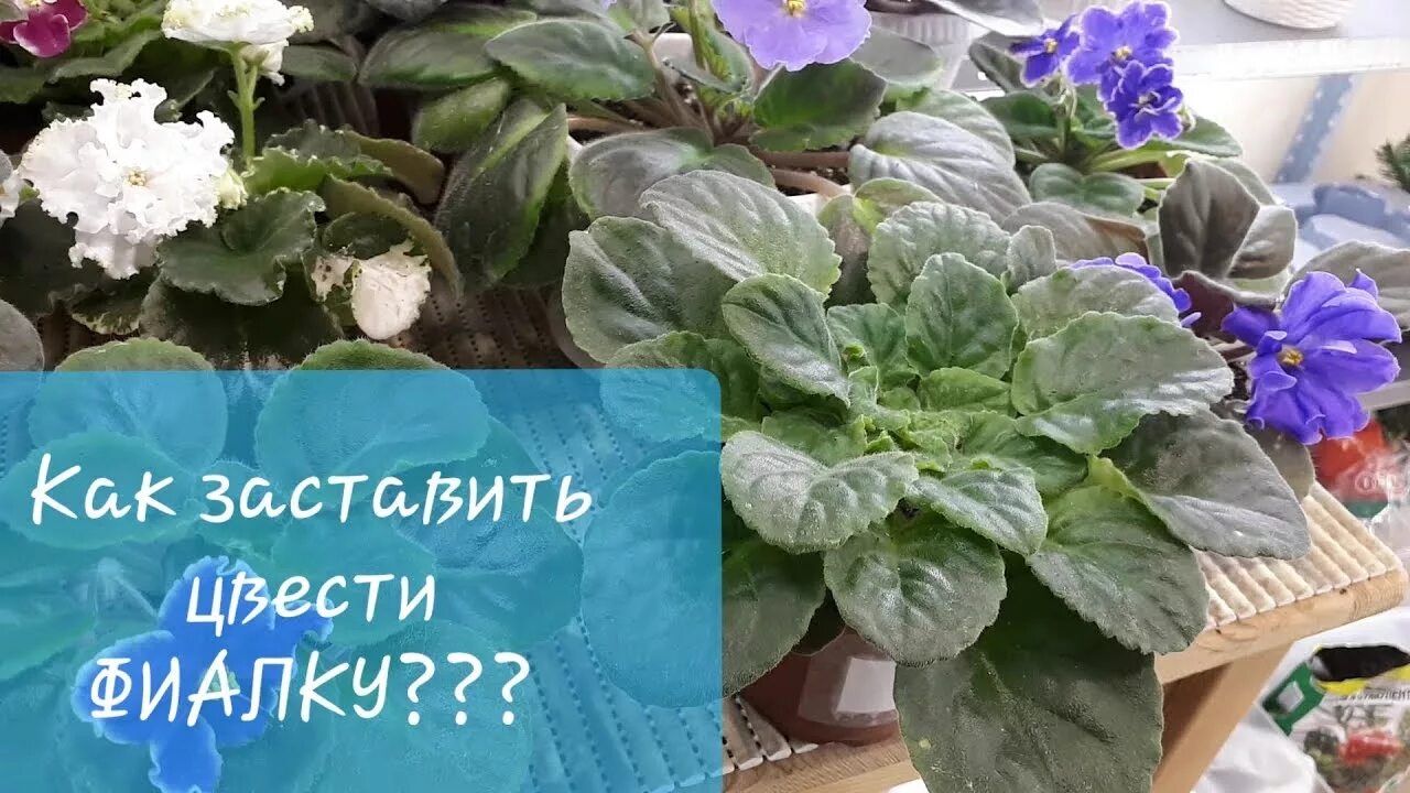 Как заставить фиалки. Как заставить цвести. как заставить цвести фиалку. фиалка подарок. как заставить цвести сенполию.