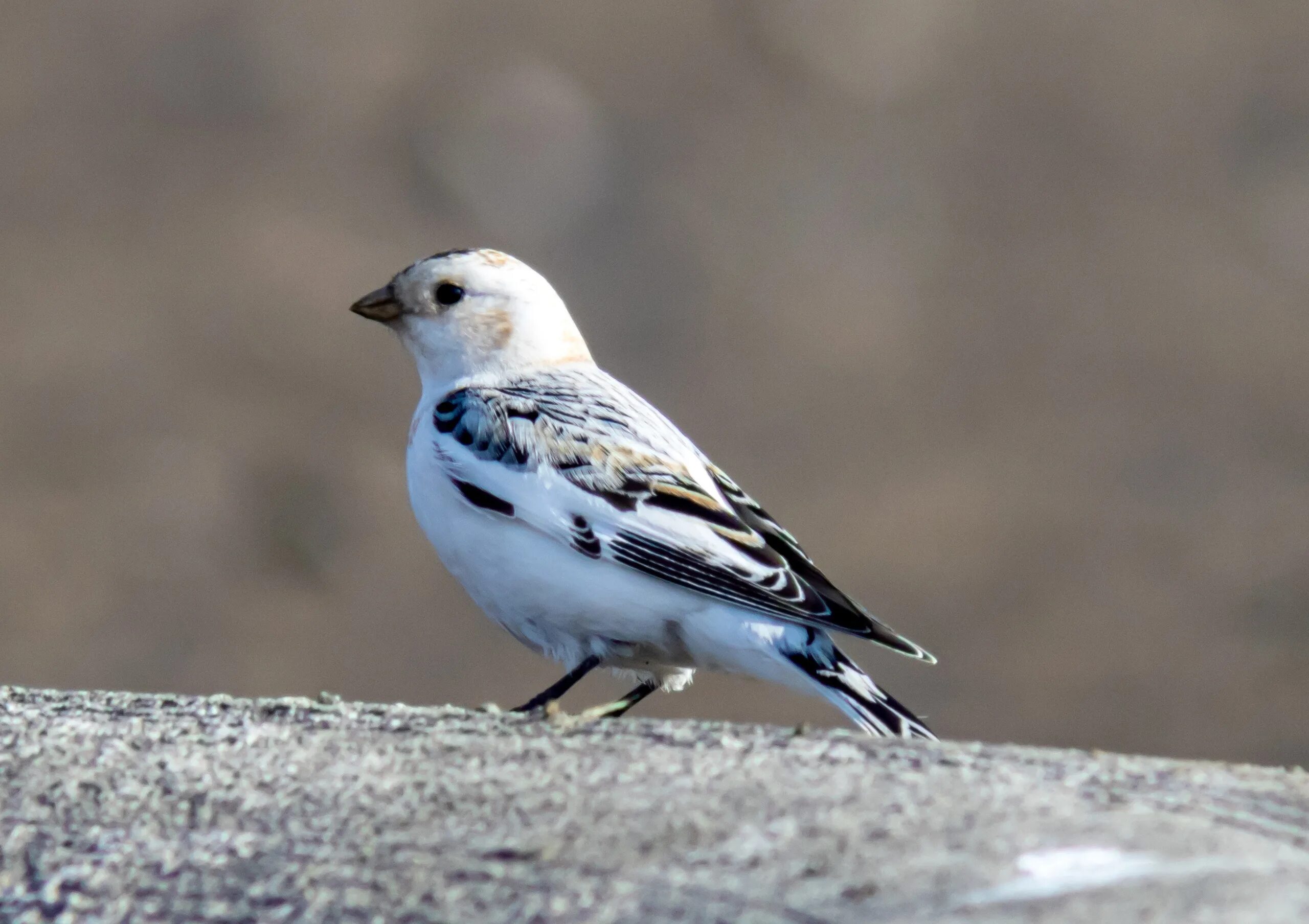 пуночка обыкновенная. полярный воробей пуночка. пуночка (полярная овсянка). арктический воробей пуночка. пуночка фото.