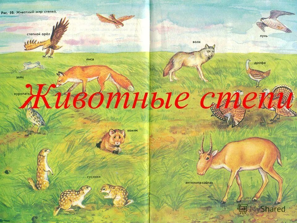 Жизнь в степи животных и растений. Животные степи. рисунки животных степи. животные степи для детей. животные зоны степей.