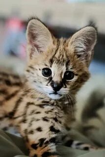 Маленькие домашние кошки