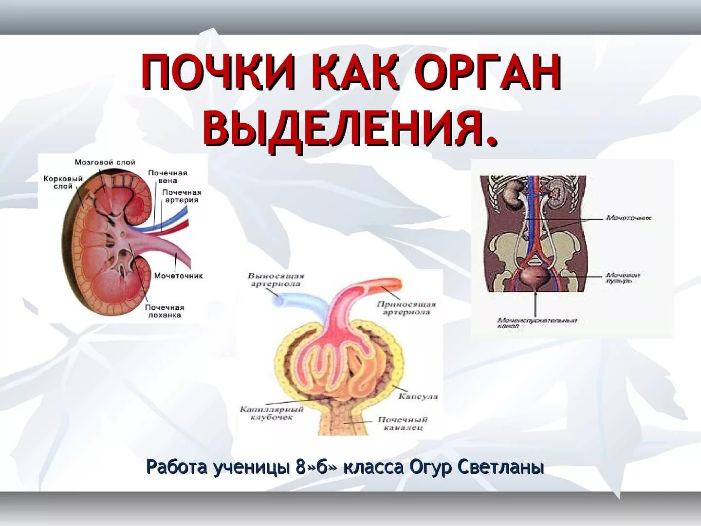 Выделение мочи какой орган. Почки и выделительная система биология 8 класс. Органы выделения 8 класс биология. Выделения по биологии 8 класс. Строение выделительной системы человека 8 класс биология.