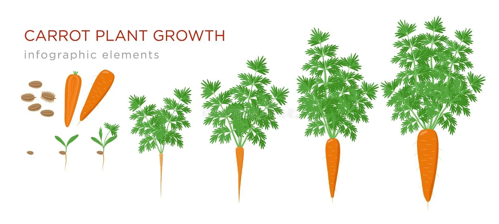 Цикл развития моркови для детей. Стадии роста моркови. Этапы роста моркови для дошкольников. Фазы развития моркови.