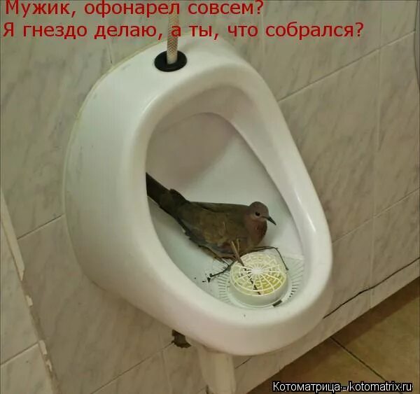 Утенок для туалета. Ершики для туалеты смешные. Хожу в туалет как утка. Уточка накакала. Хожу в туалет как утка.