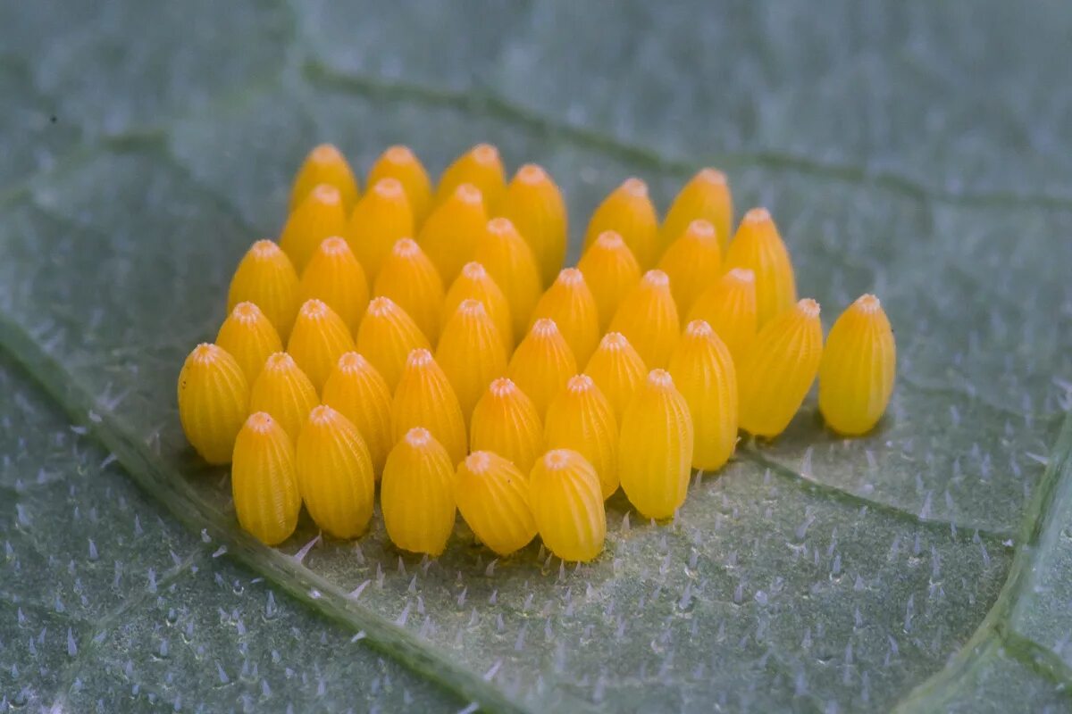 Бабочка капустница откладывает яйца. Яйца бабочки капустницы. Яйца гусеницы капустницы. Кладка яиц бабочки белянки.