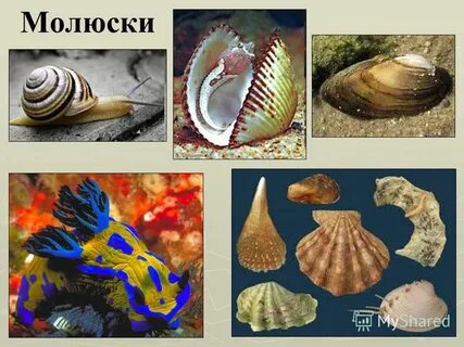 Моллюски или молюски
