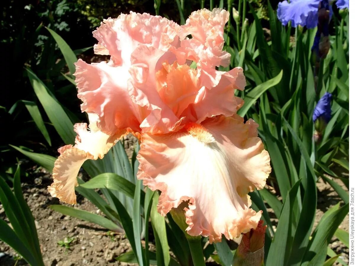 Ирис бородатый сортовые. Ирис гибридный (iris hybrida). ирис бородатый iris hybrid. ирис гибридный (сорт &#039;colette thurillet&#039;). ирис бородатый (сорт &#039;rimfire&#039;).