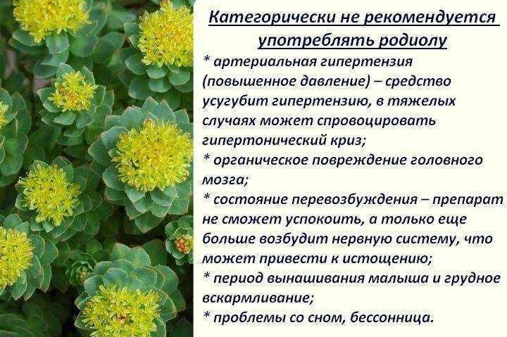 Полезные свойства радиолы розовой. Радиола корень золотой. Растение родиола розовая (золотой корень). Родиола розовая Толстянковые. Родиола розовая (розовый, золотой корень) ,.