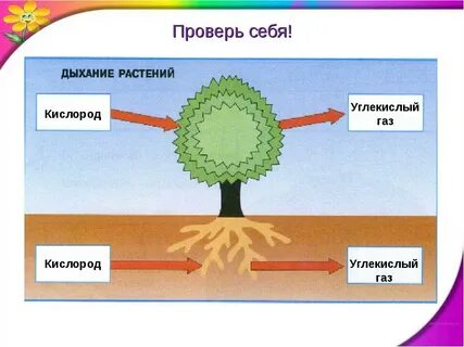 Какой газ поглощают и выделяют растения