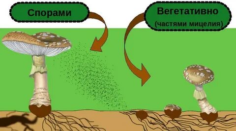 Вегетативные грибы