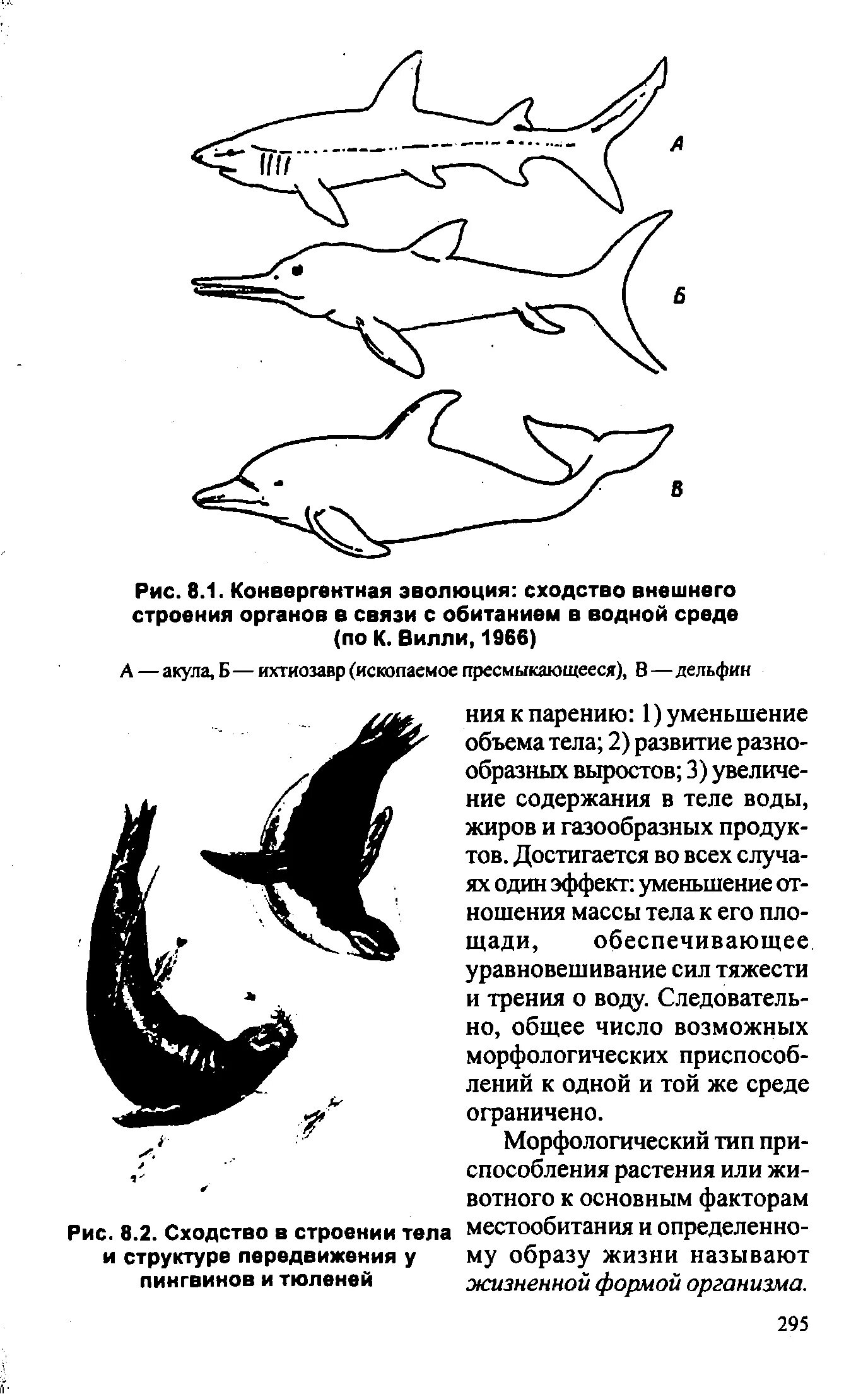 Морфологический Тип адаптации у дельфинов. Сравните строение и образ жизни тюленя и кита. Жизненные формы рыб. Конвергентная Эволюция. Сравните образ жизни тюленя и кита