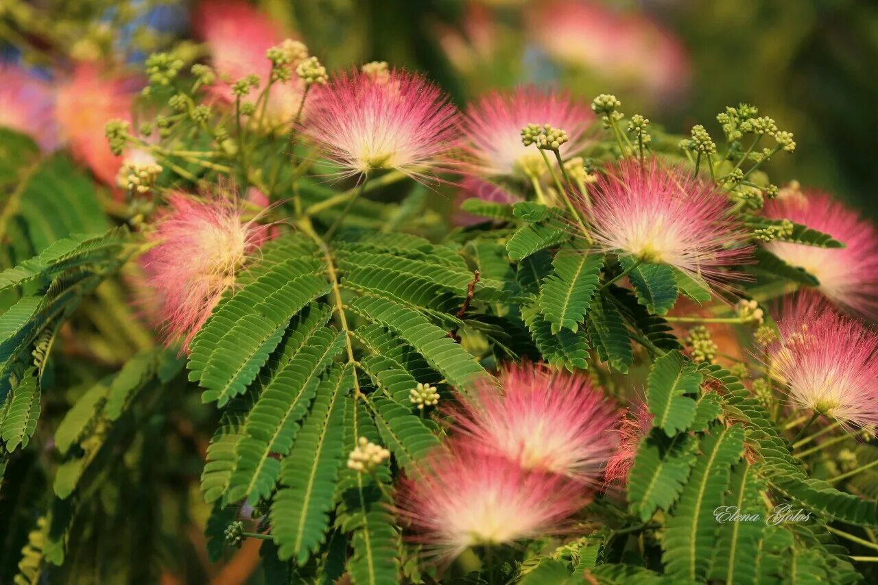 мимоза альбиция. альбиция шелковая помпадур. альбиция крымская акация. альбиция ленкоранская акация. альбиция шёлковая ленкоранская акация.