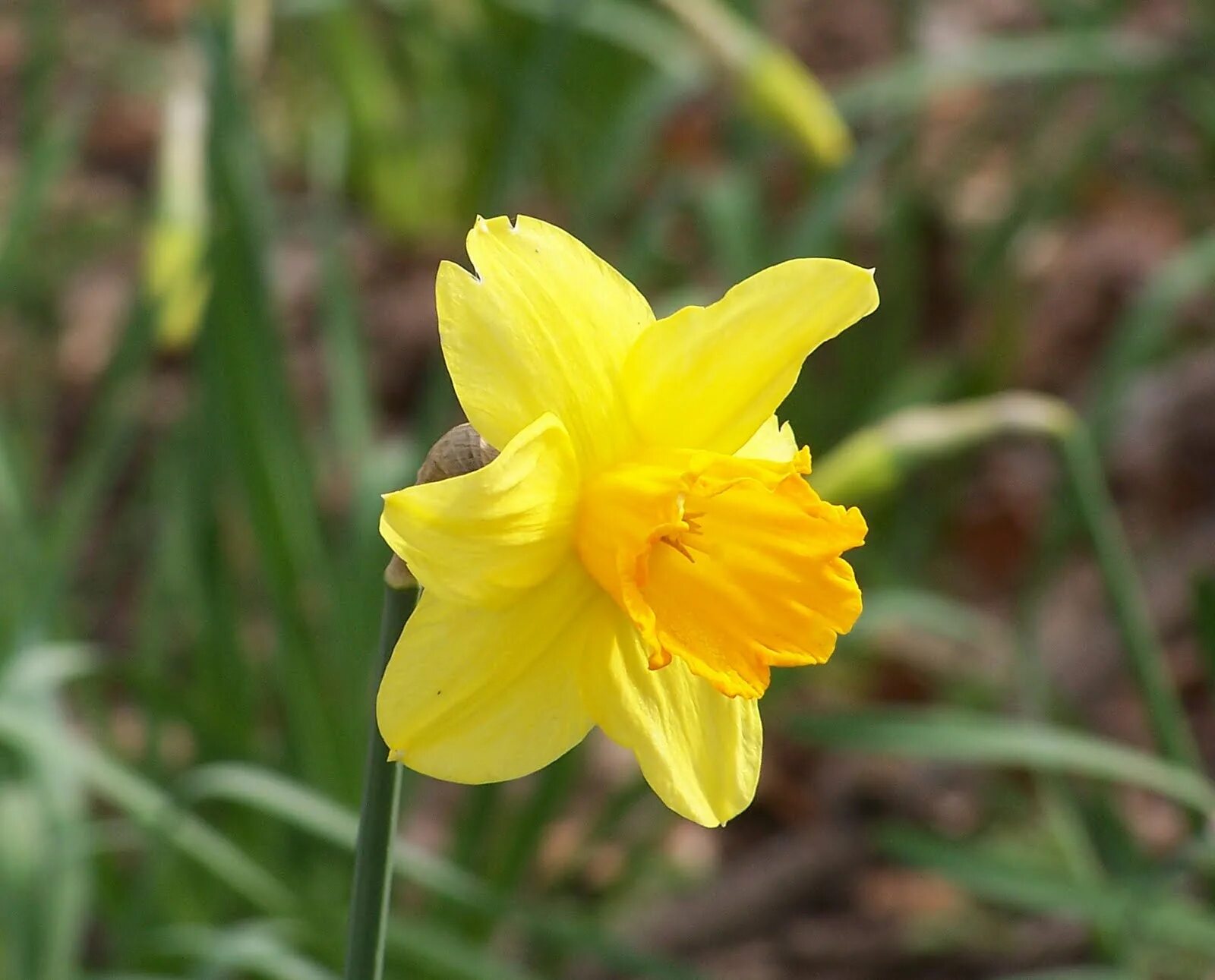 Нарцисс колокольчиком. Narcissus pseudonarcissus. Нарцисс Голден Буллз. Нарцисс царство.