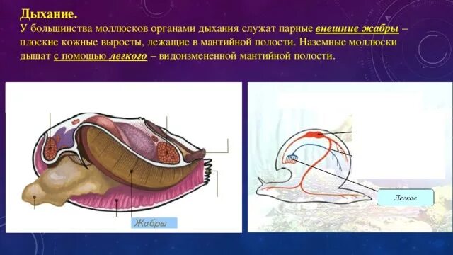 Кровеносная система моллюсков 7 класс. Кровеносная система моллюсков схема. Брюхоногие моллюски кровеносная система. Дыхательная система моллюсков. Органы дыхания прудовика