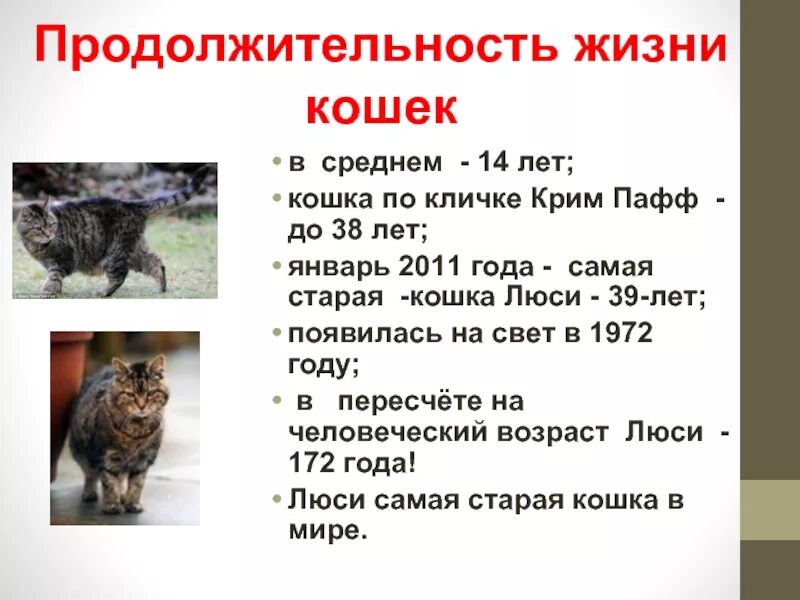 Какая кошка жила дольше всего. Самая всратая кошка в мире. самая старая кошка люси. продолжительность жизни кошек. кошка люси долгожитель.