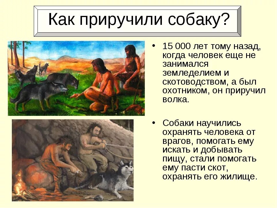 Какого 1 животного приручили
