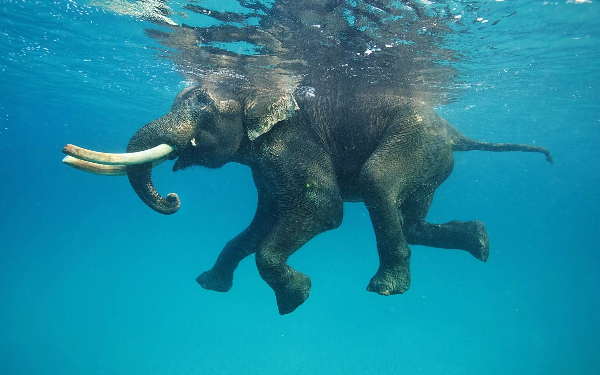 Слон плывет. Животные в воде. Слоны плавают. Морские животные.