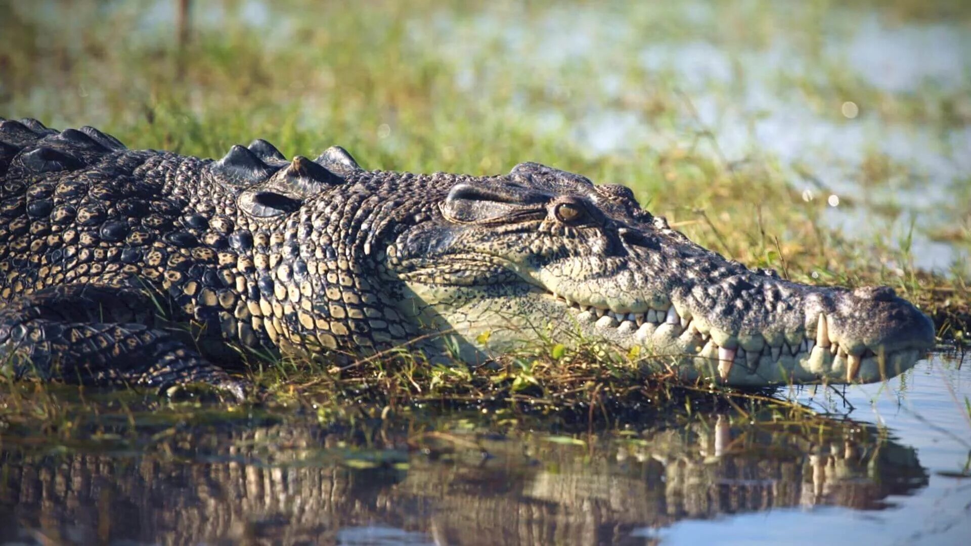Морской гребнистый крокодил. Гребнистый крокодил в Австралии. Морской крокодил (Crocodylus porosus).