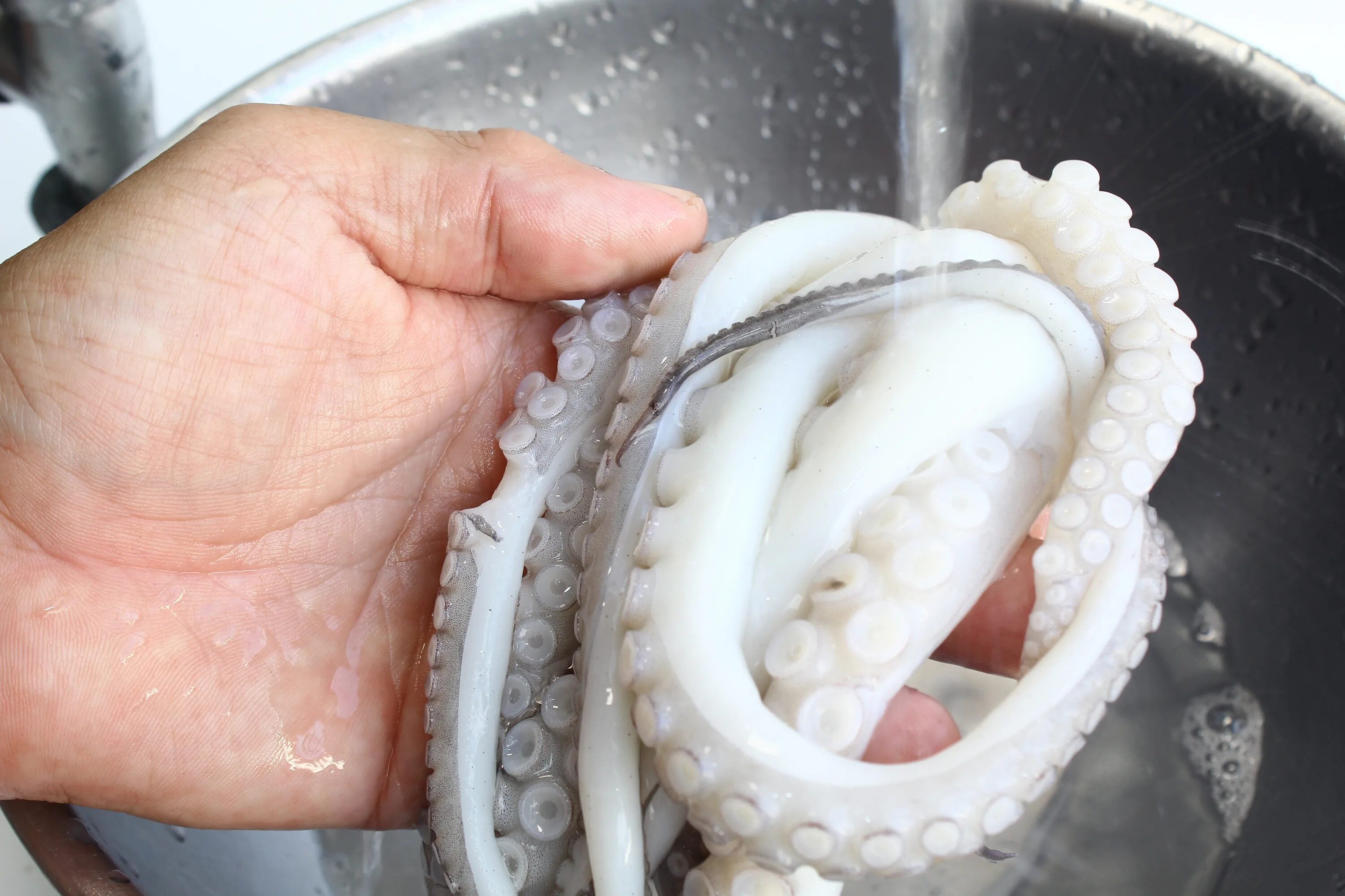 Присоски осьминога. Как почистить осьминога. Маленький осьминог. Как почистить осьминога. Осьминог перед приготовлением.