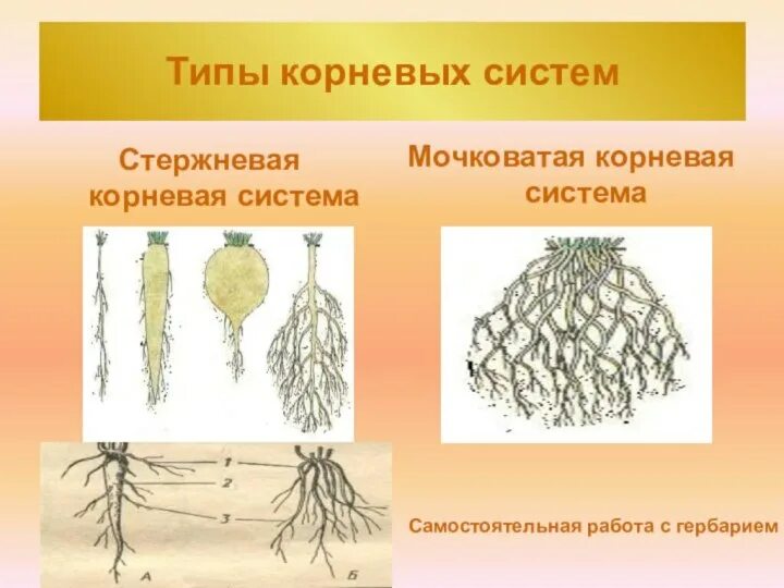 Стержневая корневая система состоит из. Мочковатый Тип корневой системы. Мочковатая система корня биология 6 класс. Стержневая система корня биология 5 класс. Мочковатая корневая система это в биологии 6 класс.