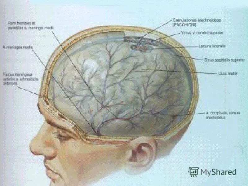 Артерии твердой мозговой оболочки. Средняя менингеальная артерия. Менингеальная оболочка мозга. Передняя менингеальная артерия твердой мозговой оболочки.