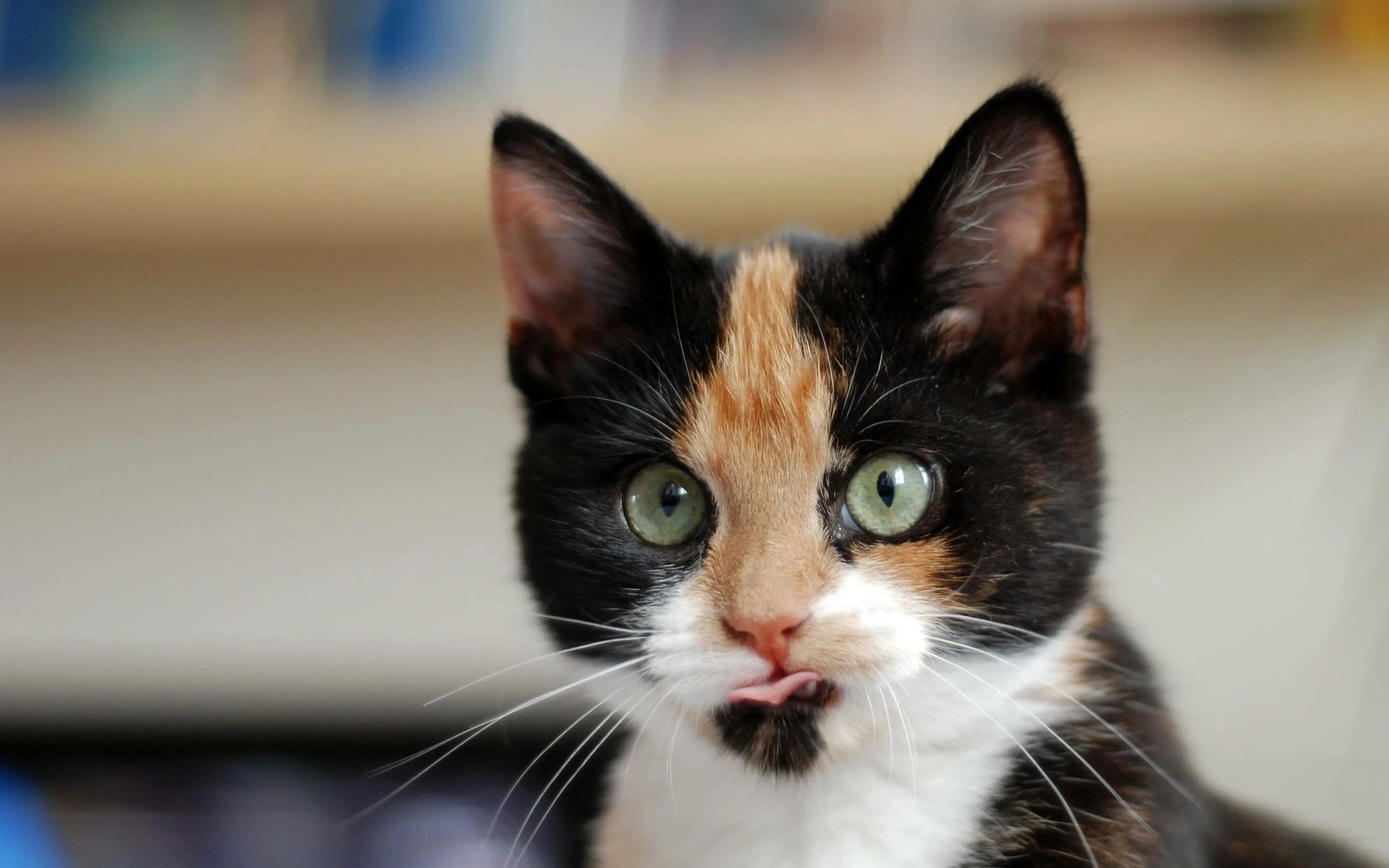 Трехцветная кошка богатка. Черепаховая кошка Калико. Порода Калико. Египетская кошка трехцветная. Трехцветная кошечка