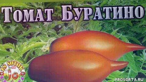 Сорт буратино