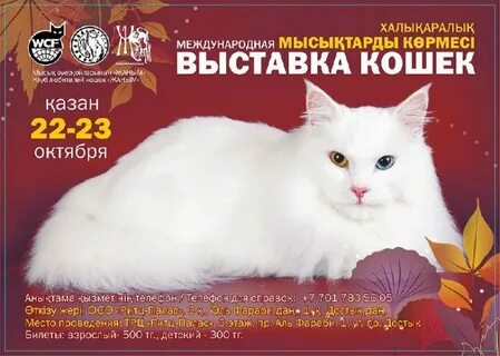 Расписание выставок кошек