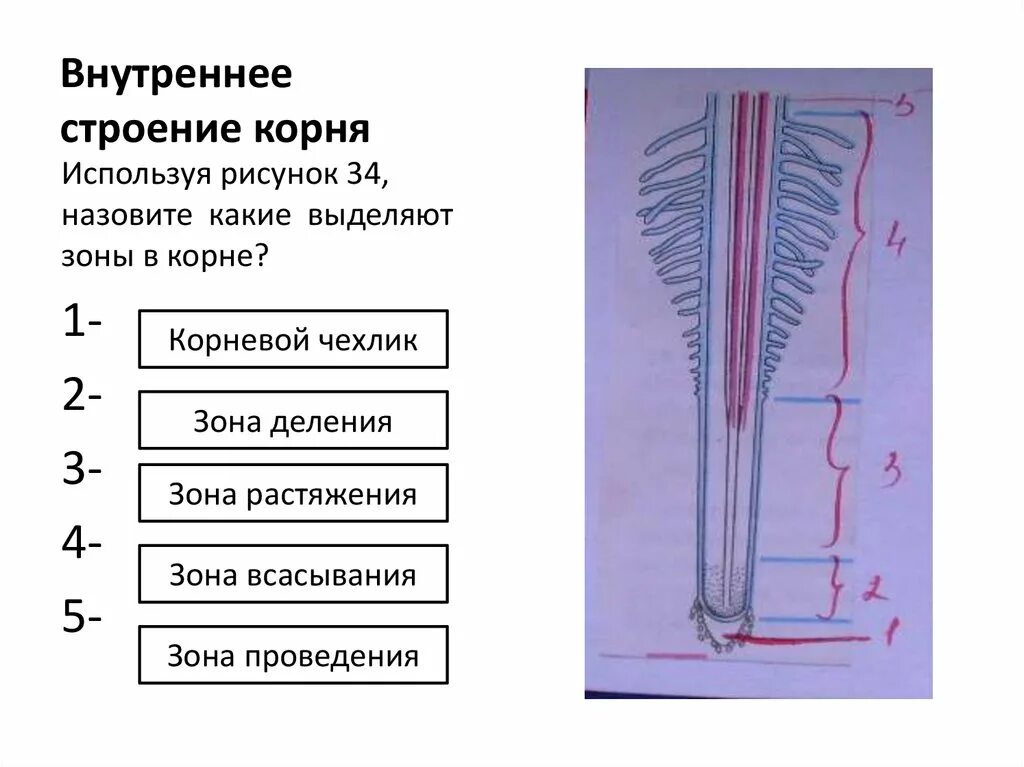 Строение корня зона растяжения. Корень внешнее и внутреннее строение корня. Внутреннее строение Корн. Зоны внутреннего строения корня.