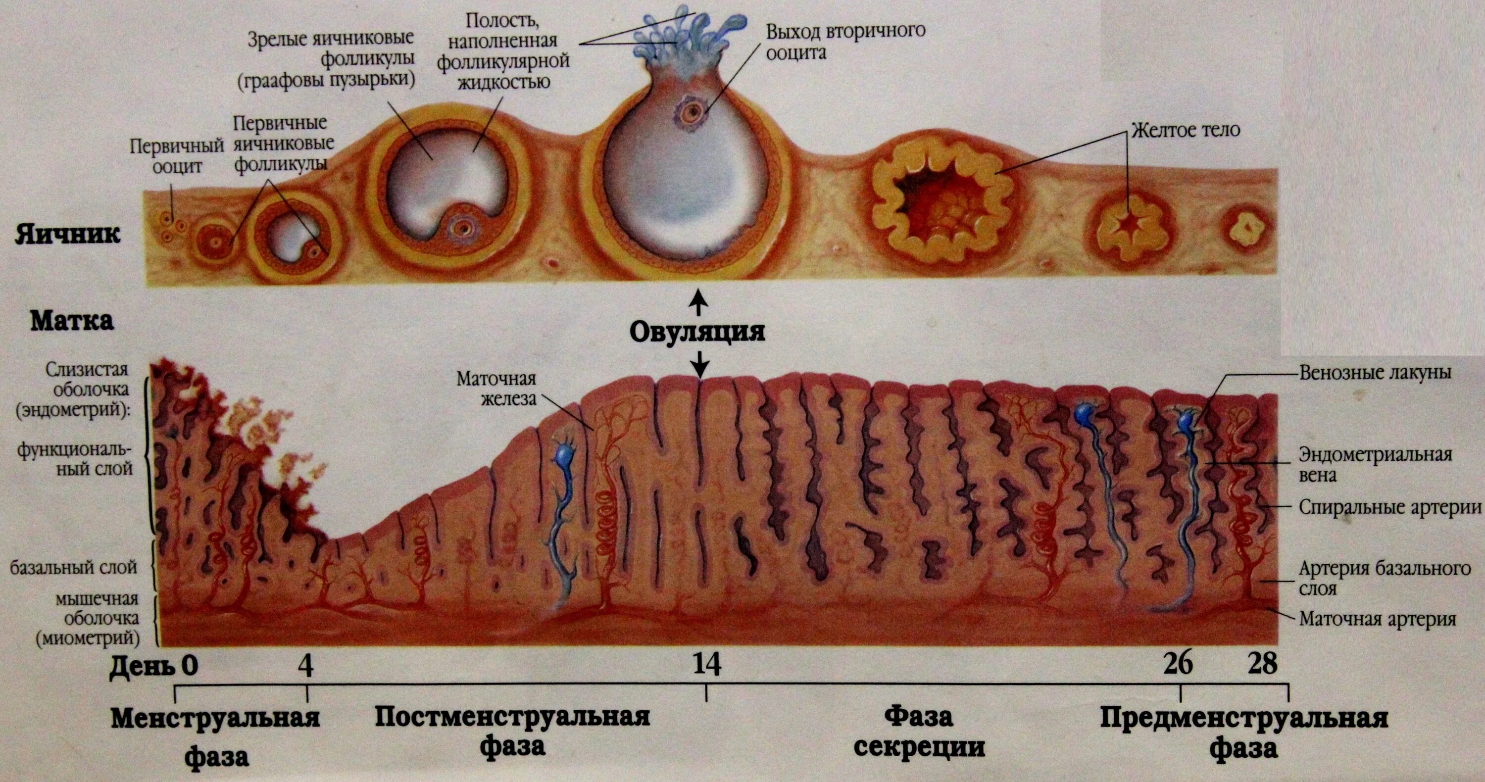 Яичниковый цикл и маточный цикл. Маточный цикл фазы схема. Эндометрий фазы цикла эндометрия менструационного. Слои матки и фазы менструального цикла. Фолликул фаза