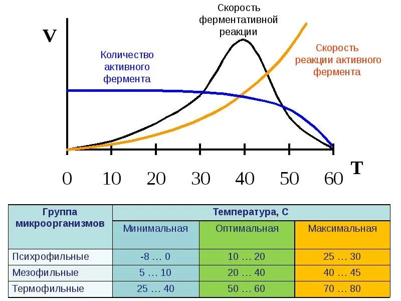 График зависимости скорости ферментативной реакции от температуры. Зависимость скорости ферментативной реакции от температуры. График активности фермента. Влияние факторов среды на скорость ферментативной реакции.